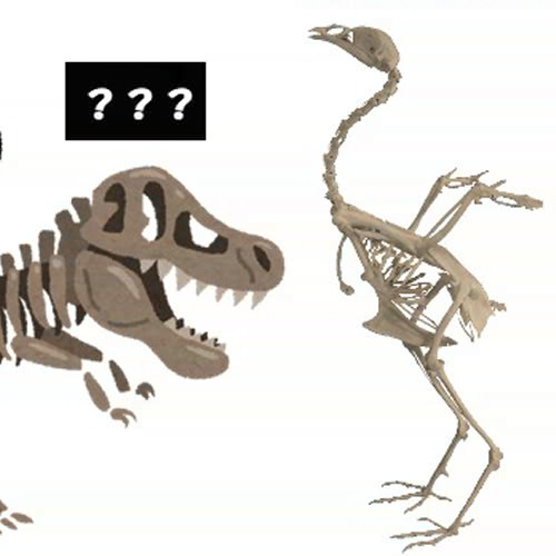 ニワトリの骨から恐竜の復元を学んでみよう