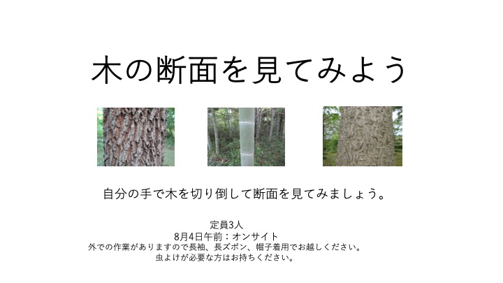 木の断面