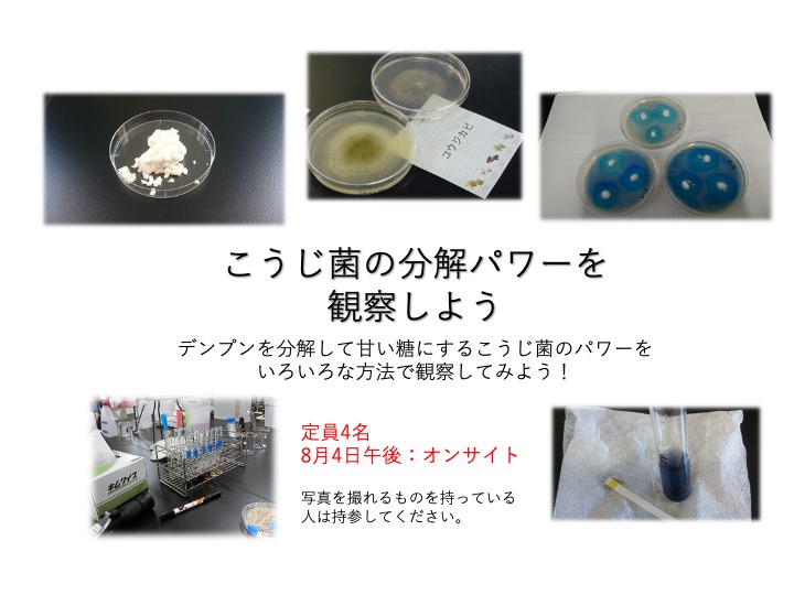 こうじ菌パワー