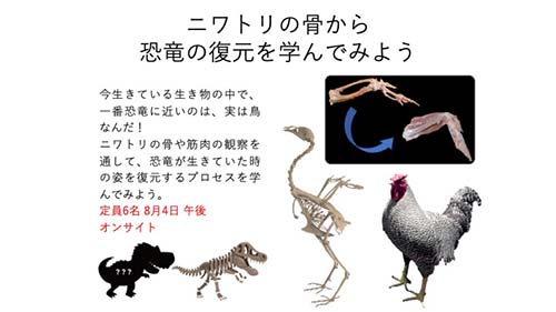 ニワトリの骨から恐竜の復元を学んでみよう