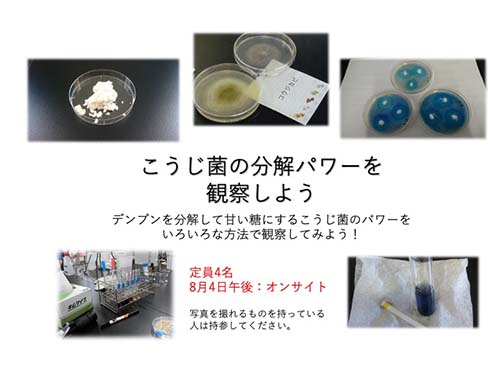 こうじ菌の分解パワーを観察しよう
