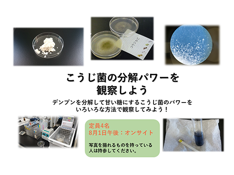 こうじ菌の分解パワーを観察しよう