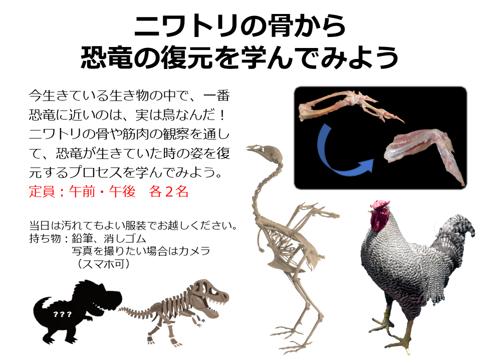 ニワトリの骨から恐竜の復元を学んでみよう