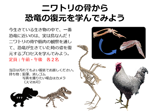 ニワトリの骨から恐竜の復元を学んでみよう