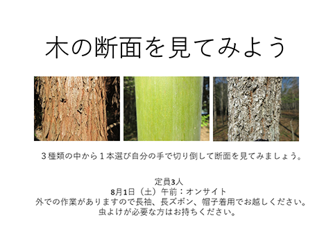 木の断面を見てみよう