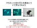 マウス（ハツカネズミ）の発生について学んでみよう