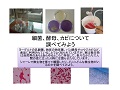 細菌、酵母、カビについて調べてみよう