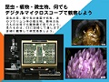 昆虫・植物・微生物、何でもデジタルマイクロスコープで観察しよう
