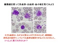 顕微鏡を使って赤血球・白血球・血小板を見てみよう