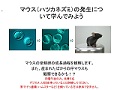 マウス（ハツカネズミ）の発生について学んでみよう