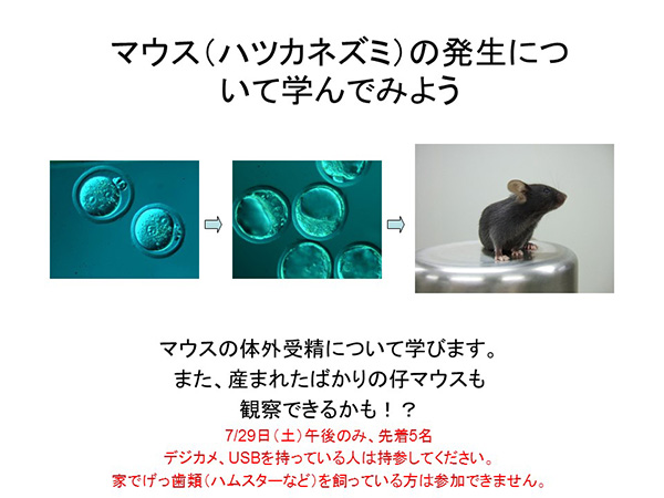 マウス（ハツカネズミ）の発生について学んでみよう