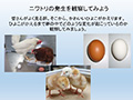  ニワトリの発生を観察してみよう