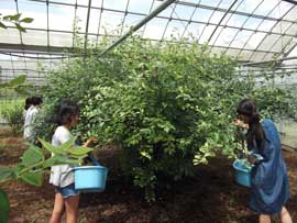 筑波大学　夏休み自由研究お助け隊2019　実習風景