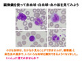 顕微鏡を使って赤血球・白血球・血小板を見てみよう