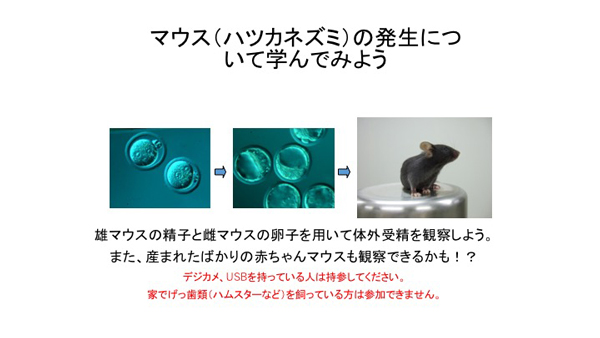マウス(ハツカネズミ)の発生について学んでみよう