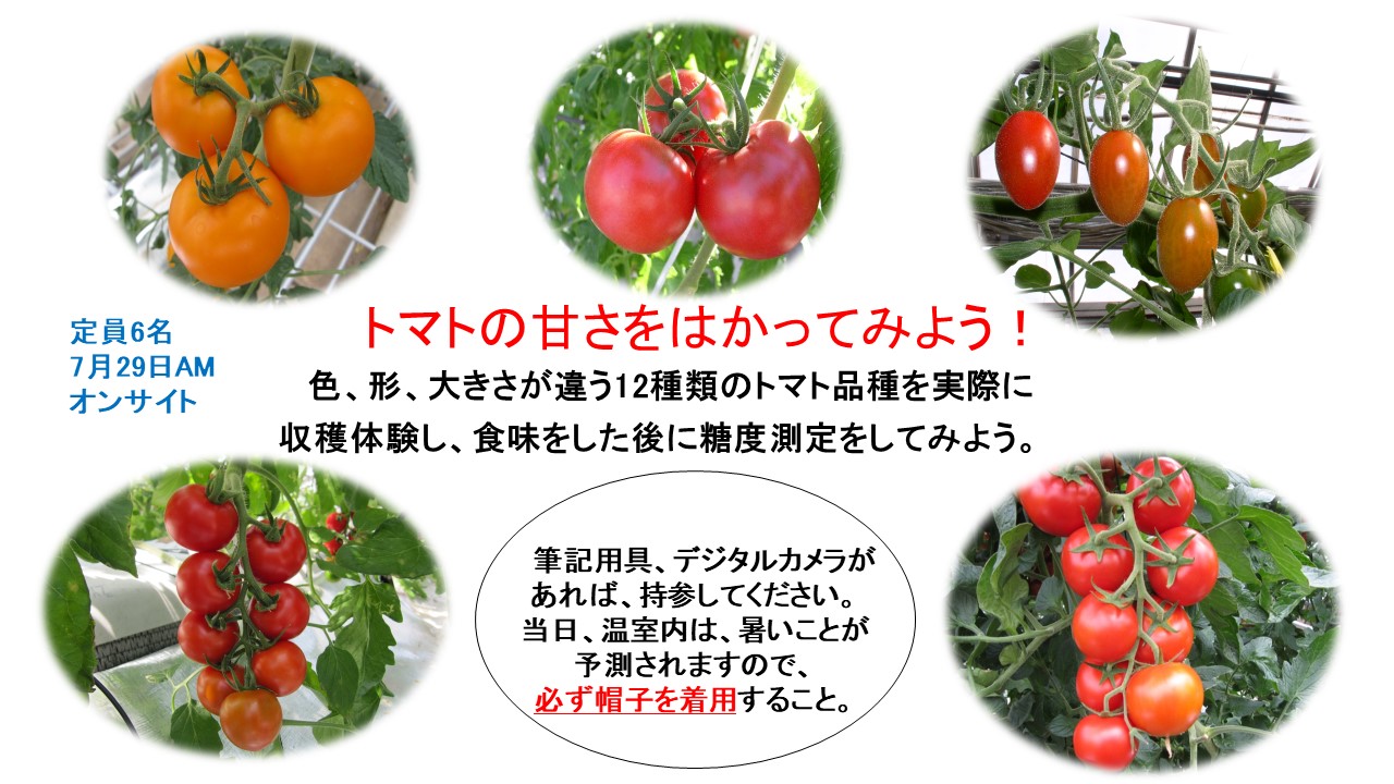トマトの甘さを測ってみよう
