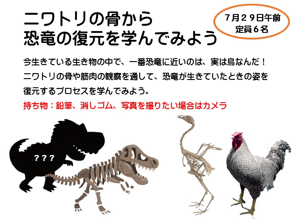 ニワトリの骨から恐竜の復元を学んでみよう