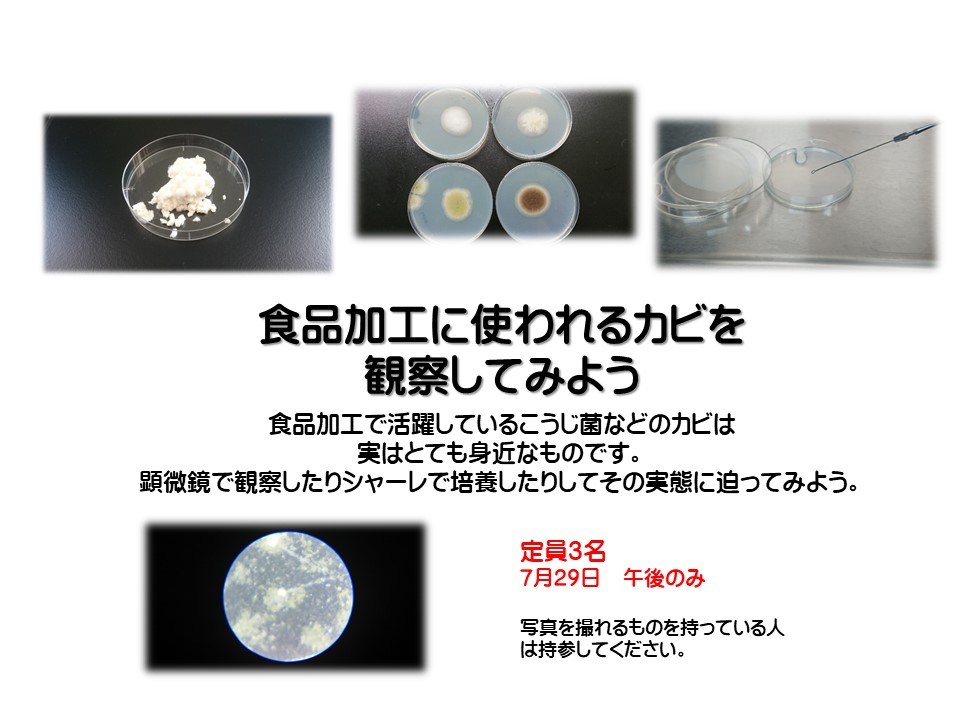食品加工に使われるカビを観察してみよう