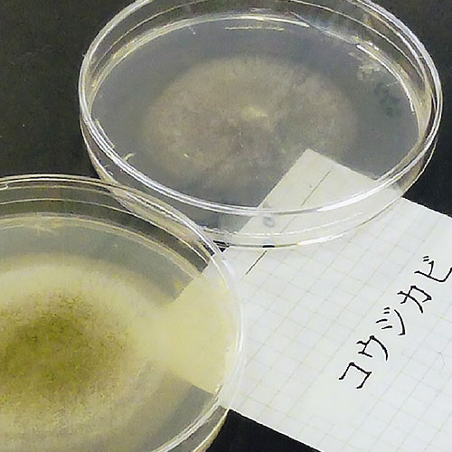 食品加工に使われるカビを観察してみよう