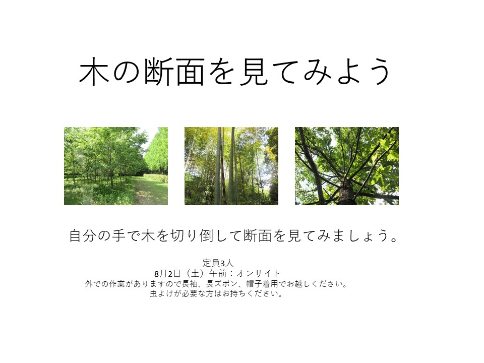 木の断面を見てみよう