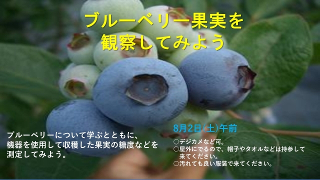 ブルーベリー果実を観察してみよう