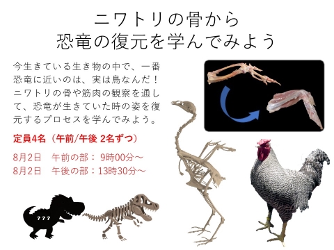 ニワトリの骨から恐竜の復元を学んでみよう