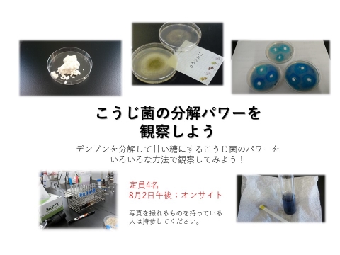 こうじ菌の分解パワーを観察しよう